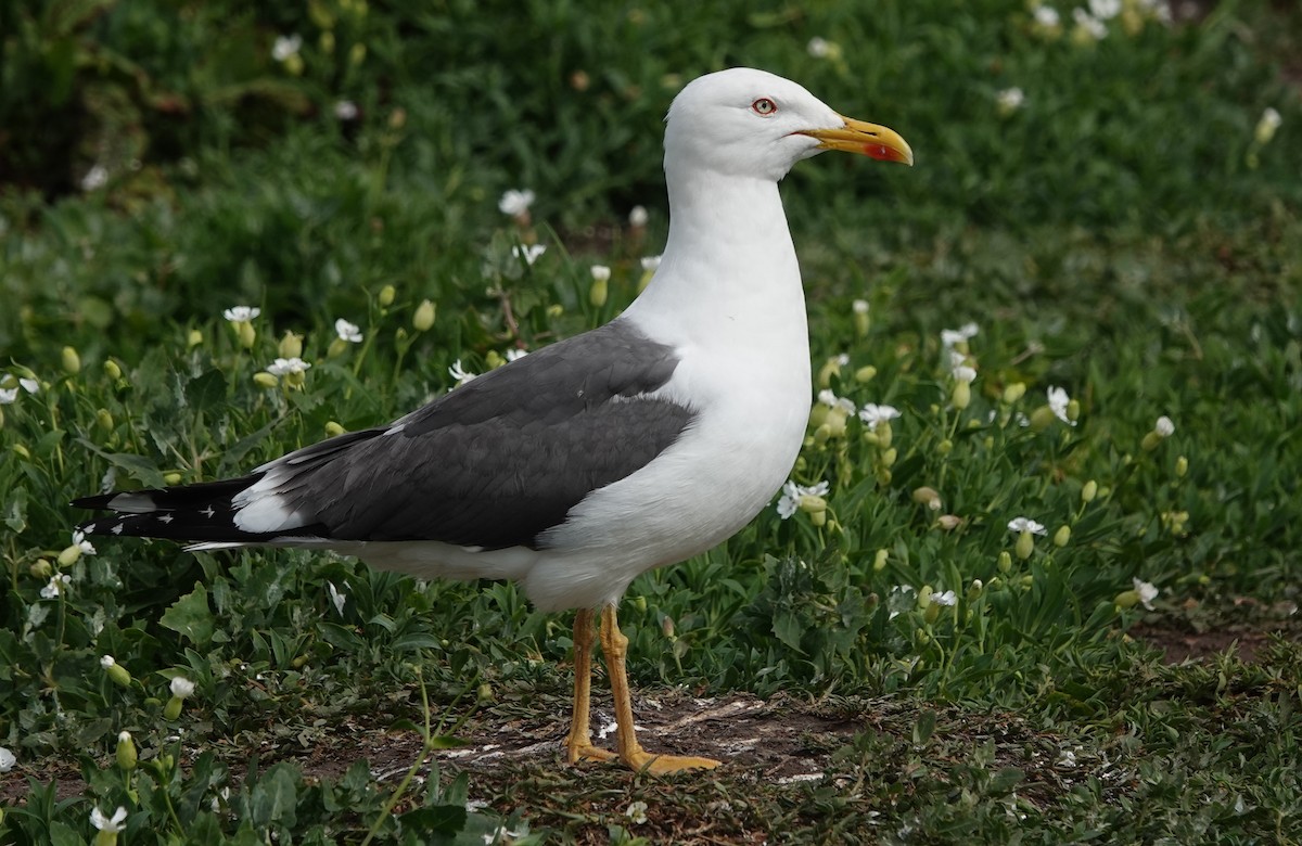 Lesser Black-backed Gull - ML620665220