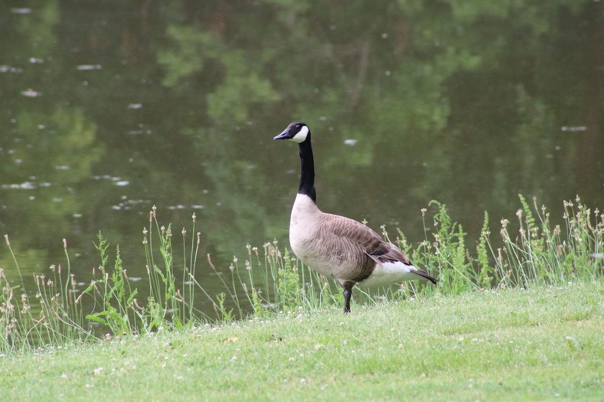 Canada Goose - ML620665228