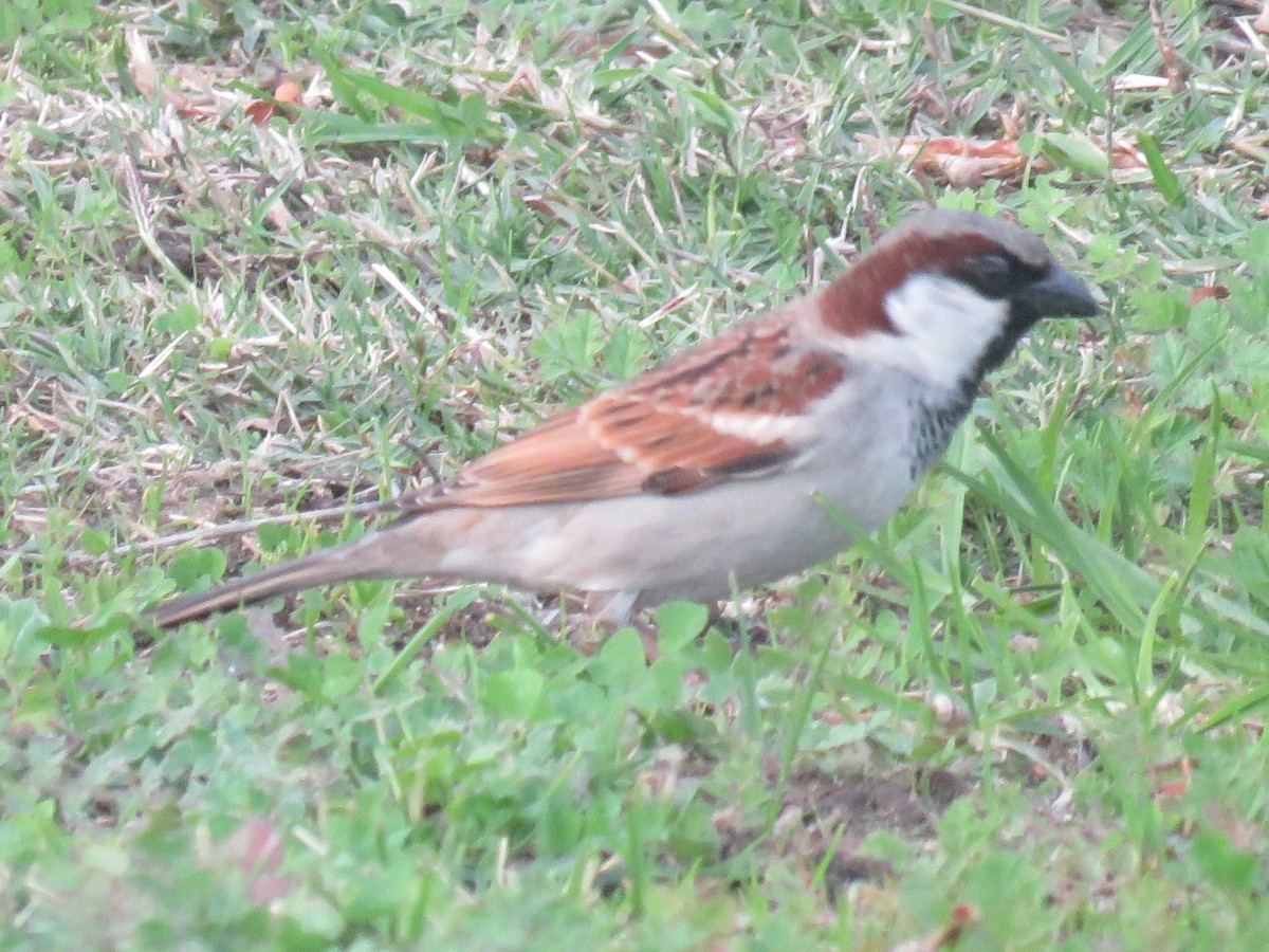 House Sparrow - ML620665229