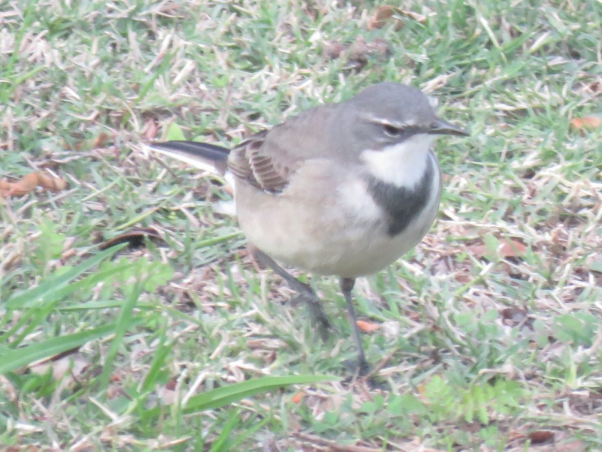 Cape Wagtail - ML620665231
