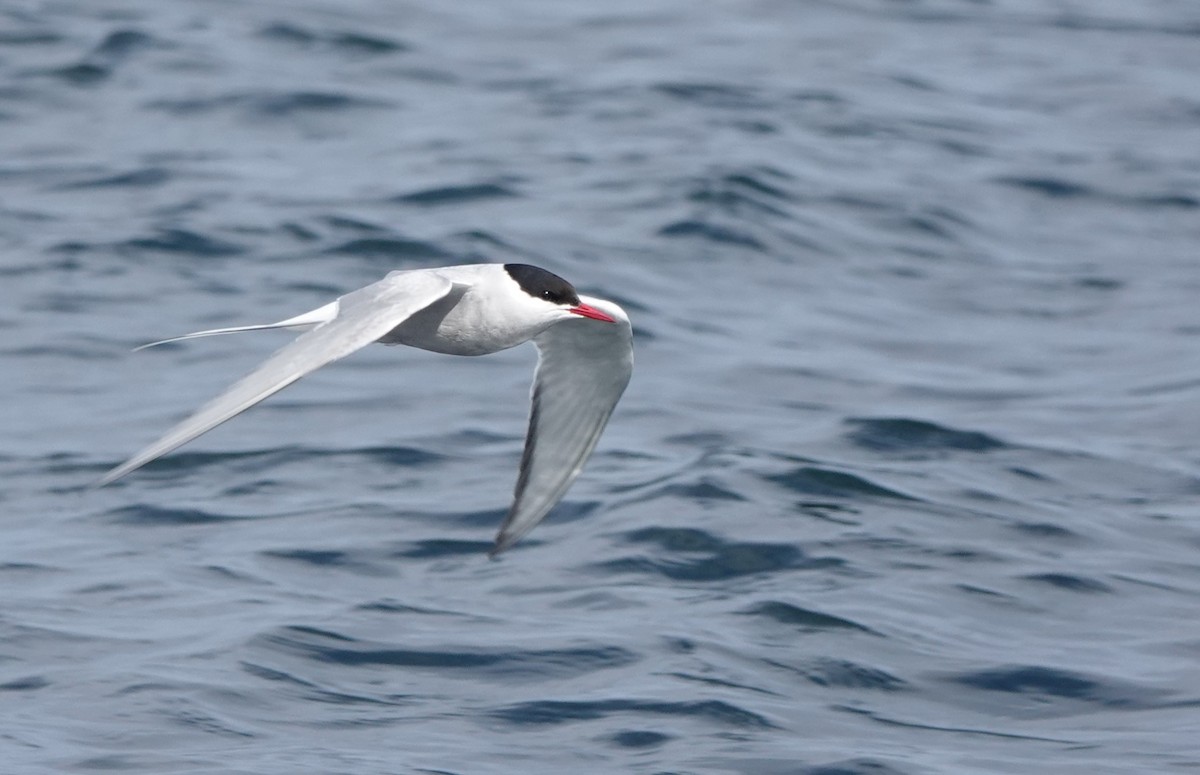 Arctic Tern - ML620665232