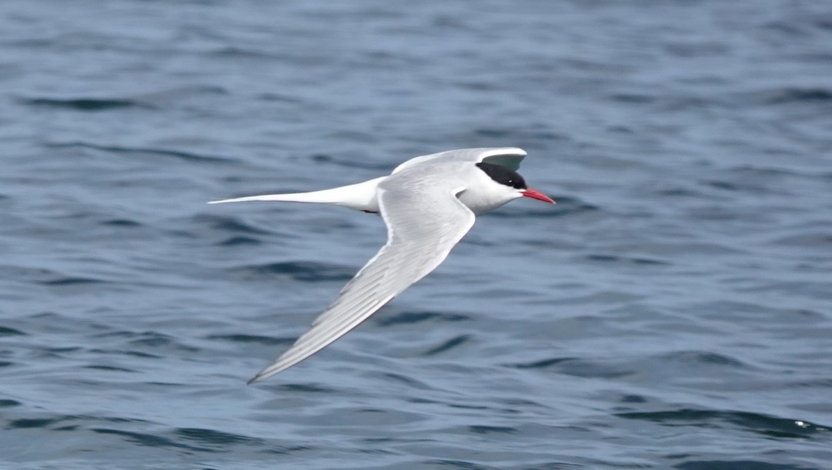 Arctic Tern - ML620665233