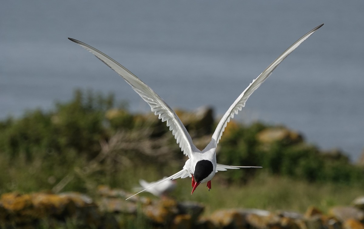 Arctic Tern - ML620665234