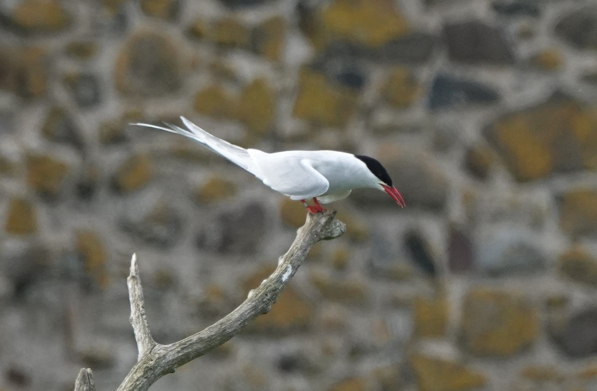 Arctic Tern - ML620665235