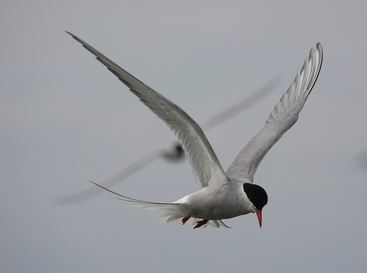 Arctic Tern - ML620665236