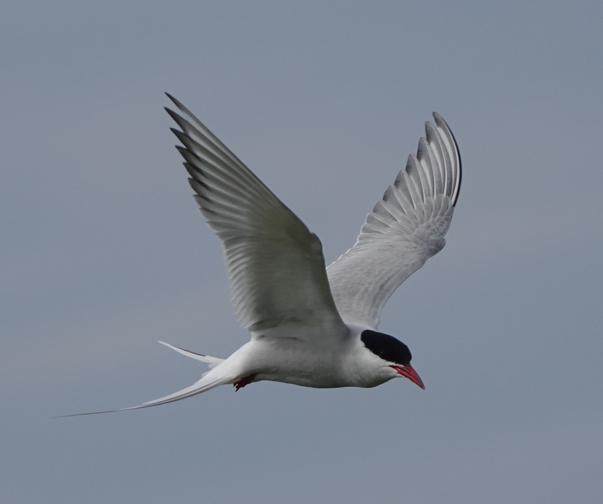 Arctic Tern - ML620665237