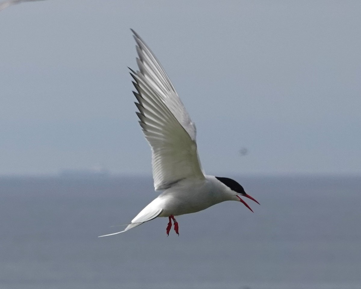 Arctic Tern - ML620665238