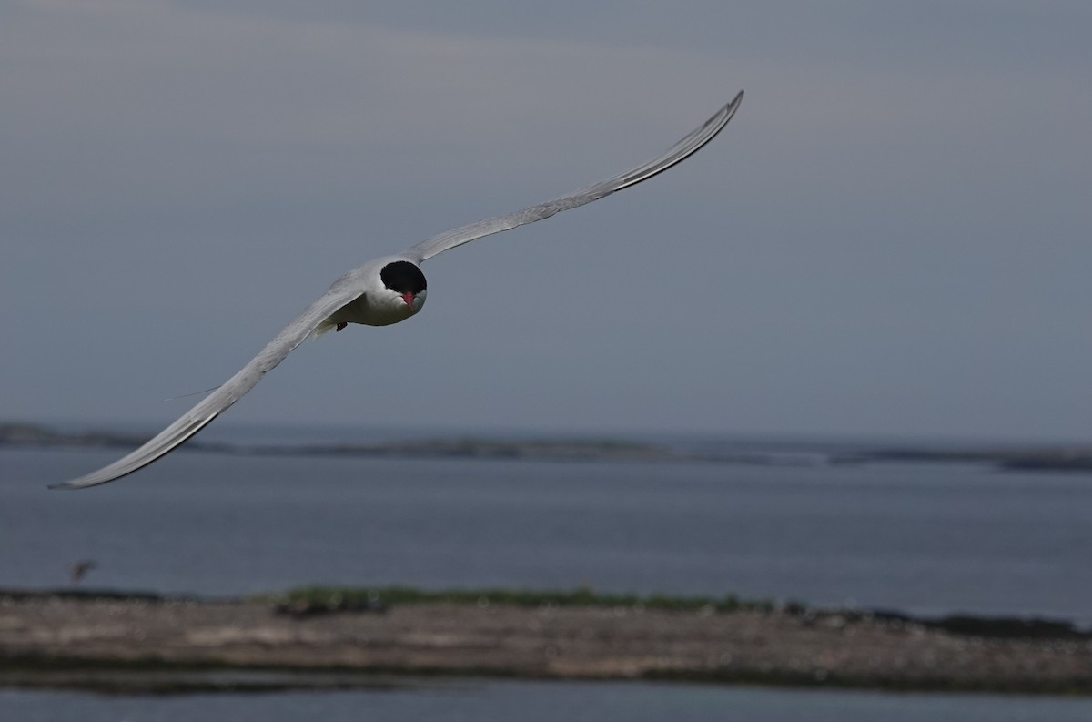 Arctic Tern - ML620665239