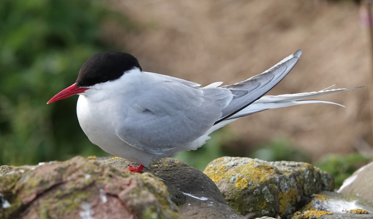 Arctic Tern - ML620665240