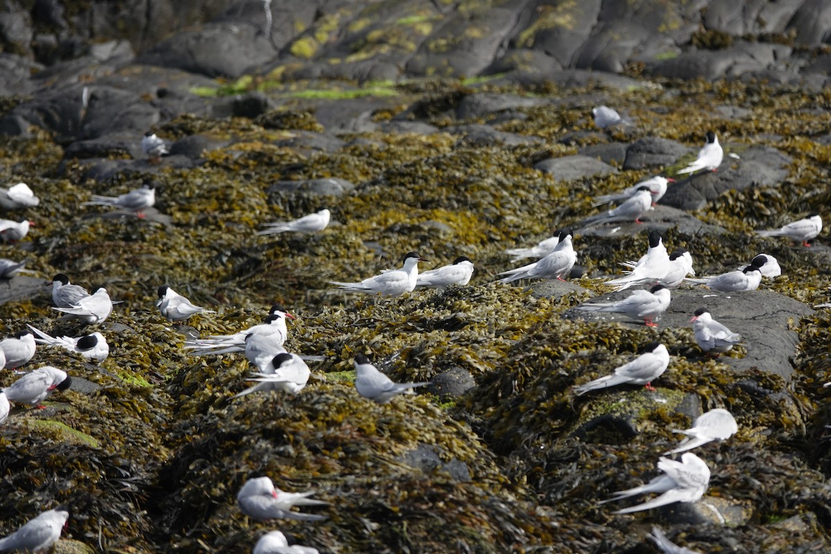 Arctic Tern - ML620665241