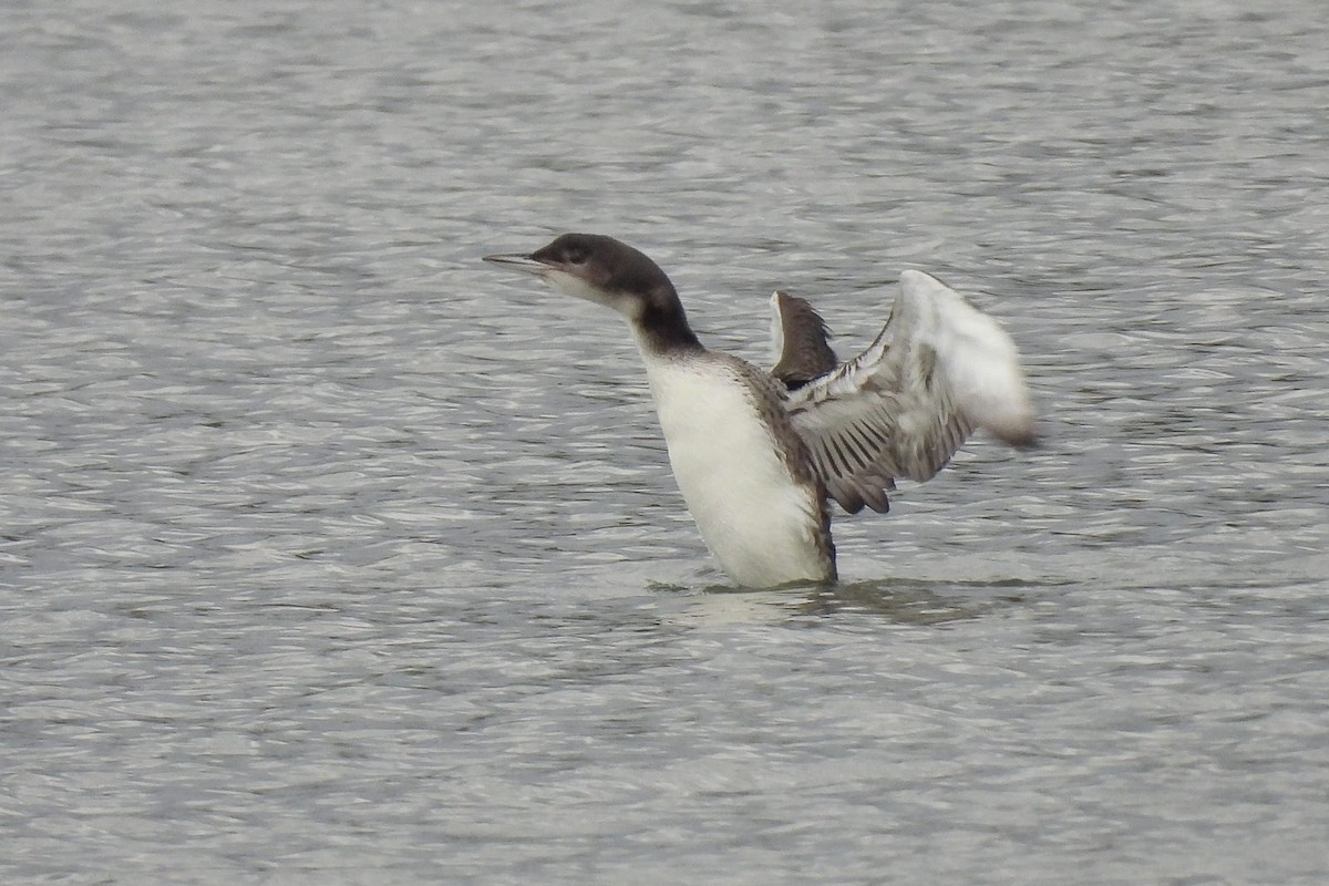 Common Loon - Wolfgang Henkes