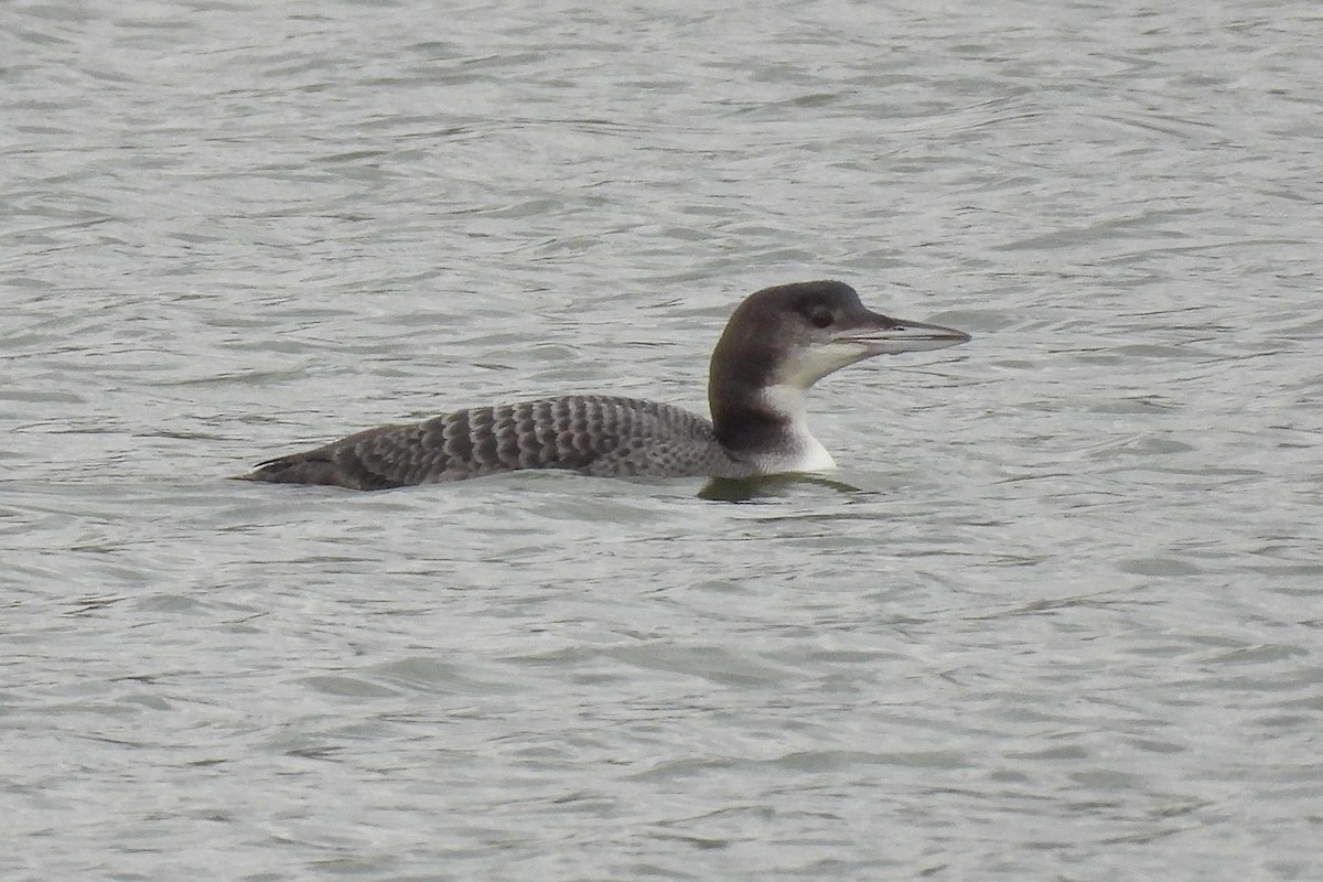 Common Loon - ML620665243