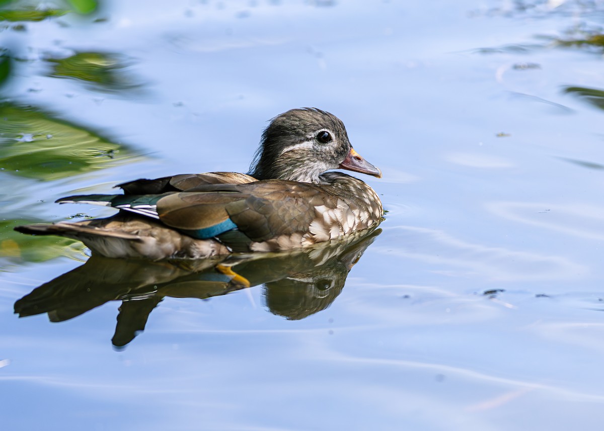 Mandarin Duck - ML620665245