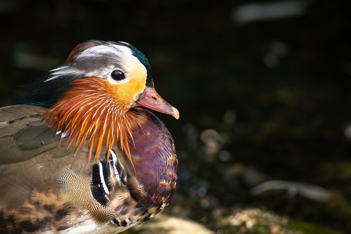 Mandarin Duck - ML620665246