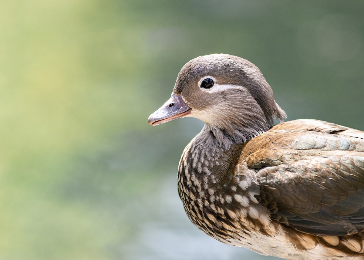 Mandarin Duck - ML620665247