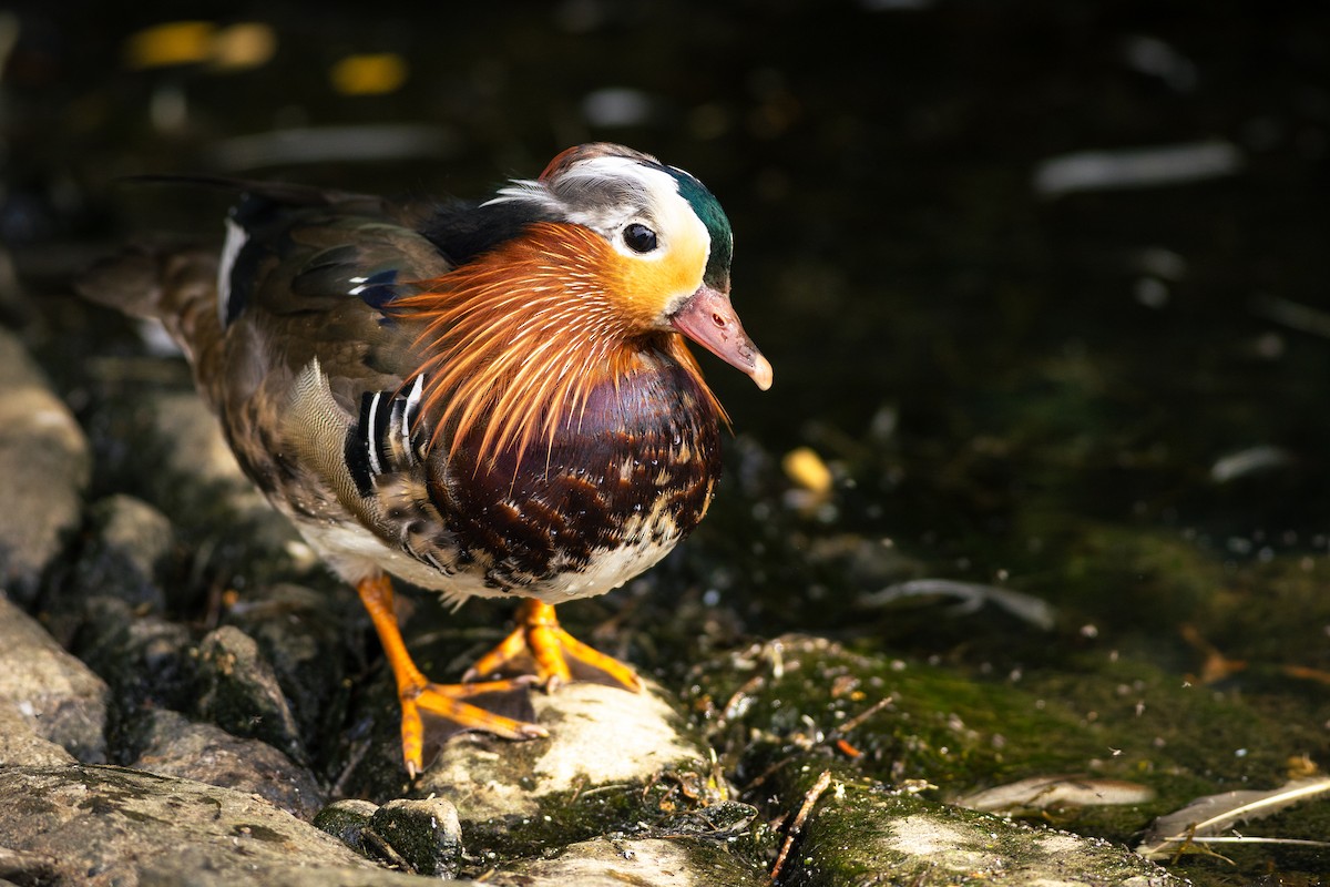 Mandarin Duck - ML620665249