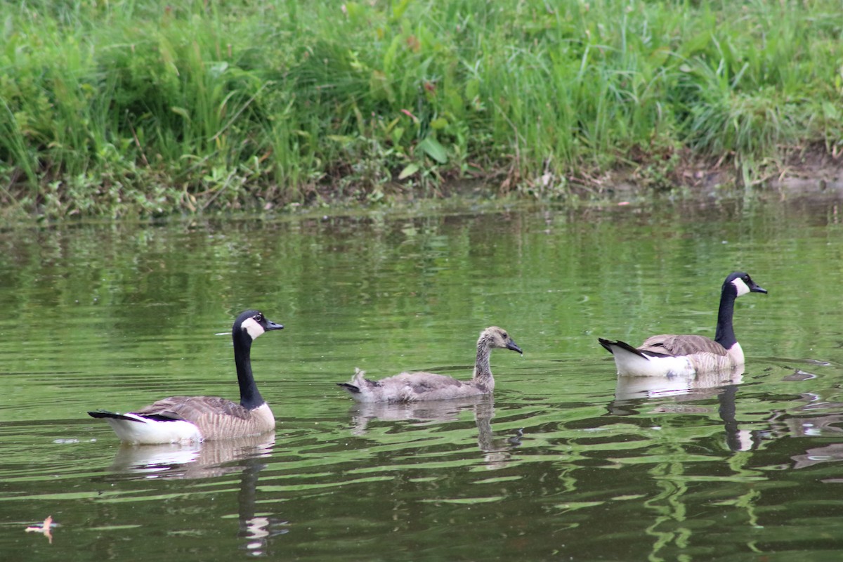 Canada Goose - ML620665254