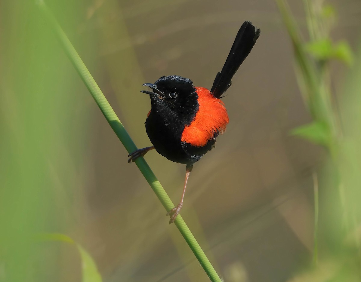 Red-backed Fairywren - Adrian Brooks