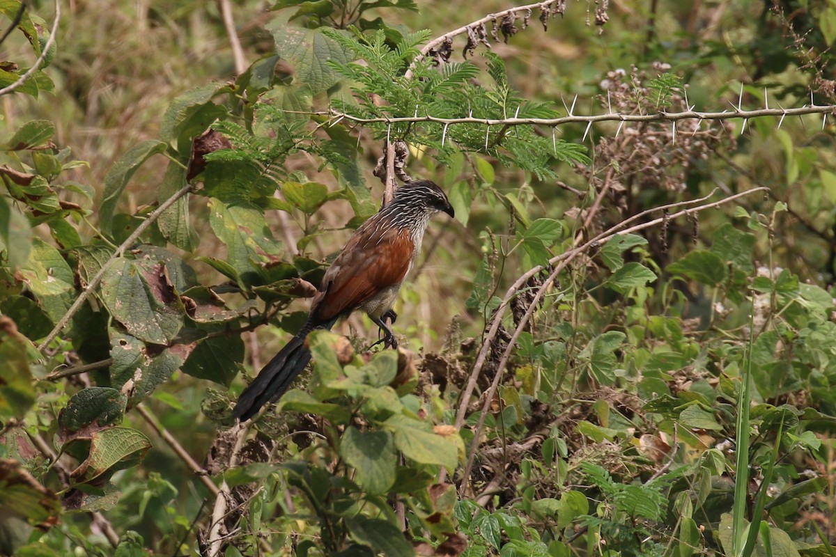 Coucal à sourcils blancs - ML620665261