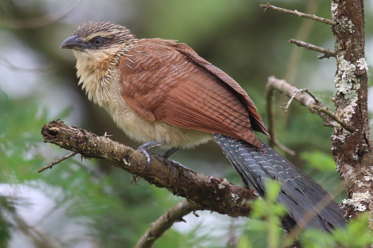 Coucal à sourcils blancs - ML620665262