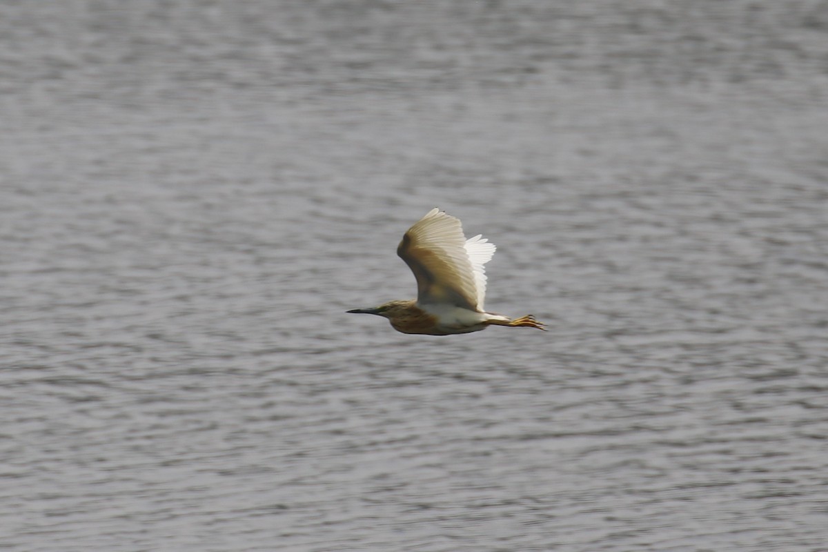 Squacco Heron - ML620665263