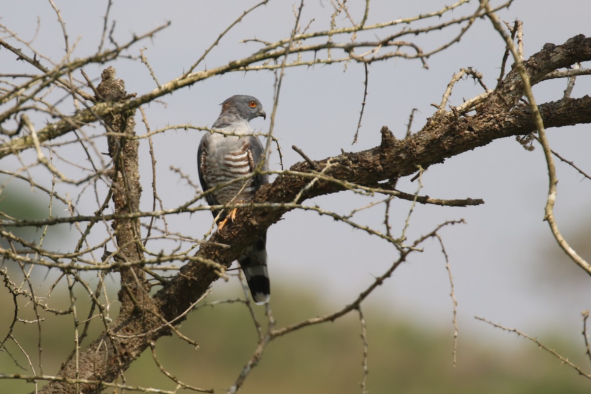 African Cuckoo-Hawk - ML620665264