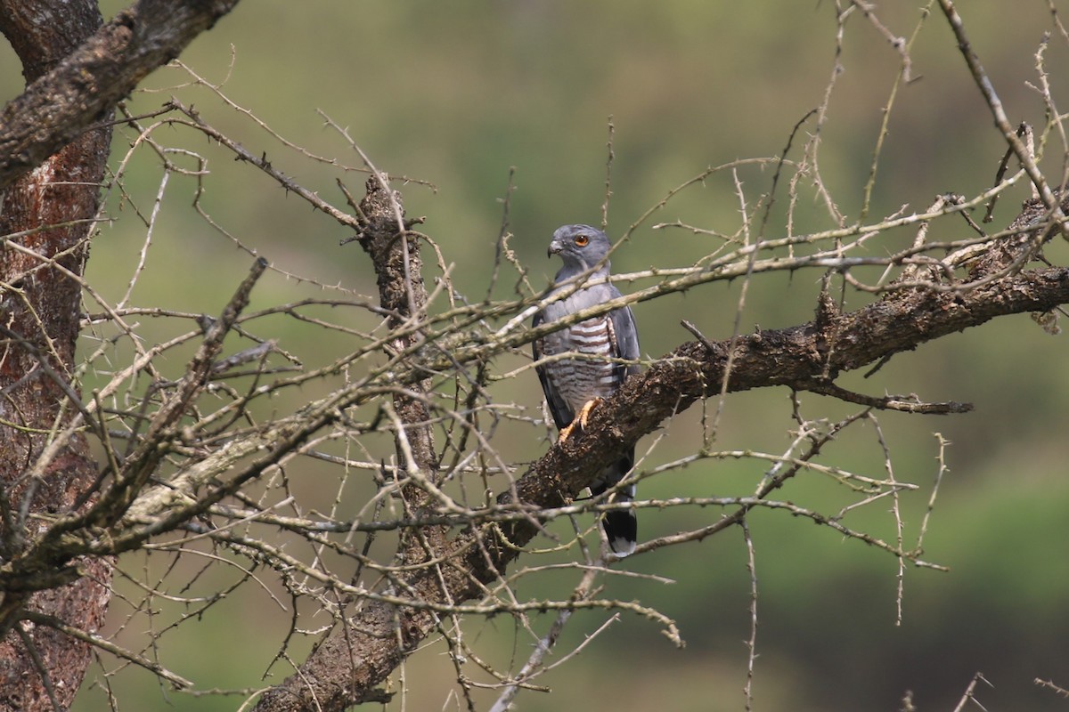 African Cuckoo-Hawk - ML620665265