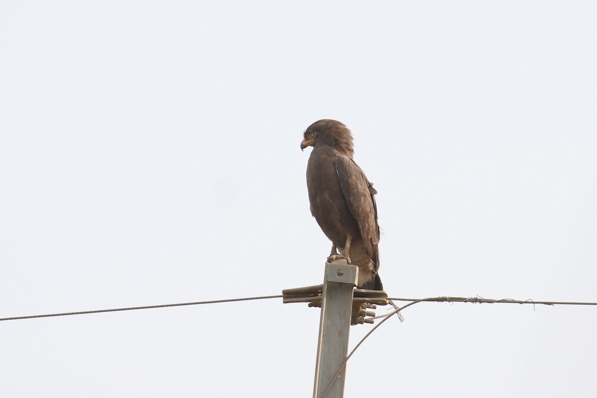 Brown Snake-Eagle - ML620665267