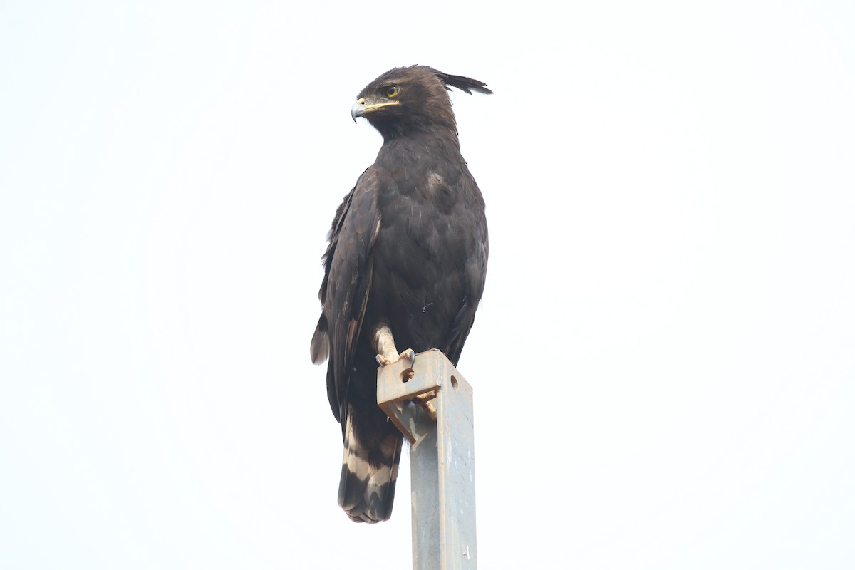 Long-crested Eagle - ML620665269