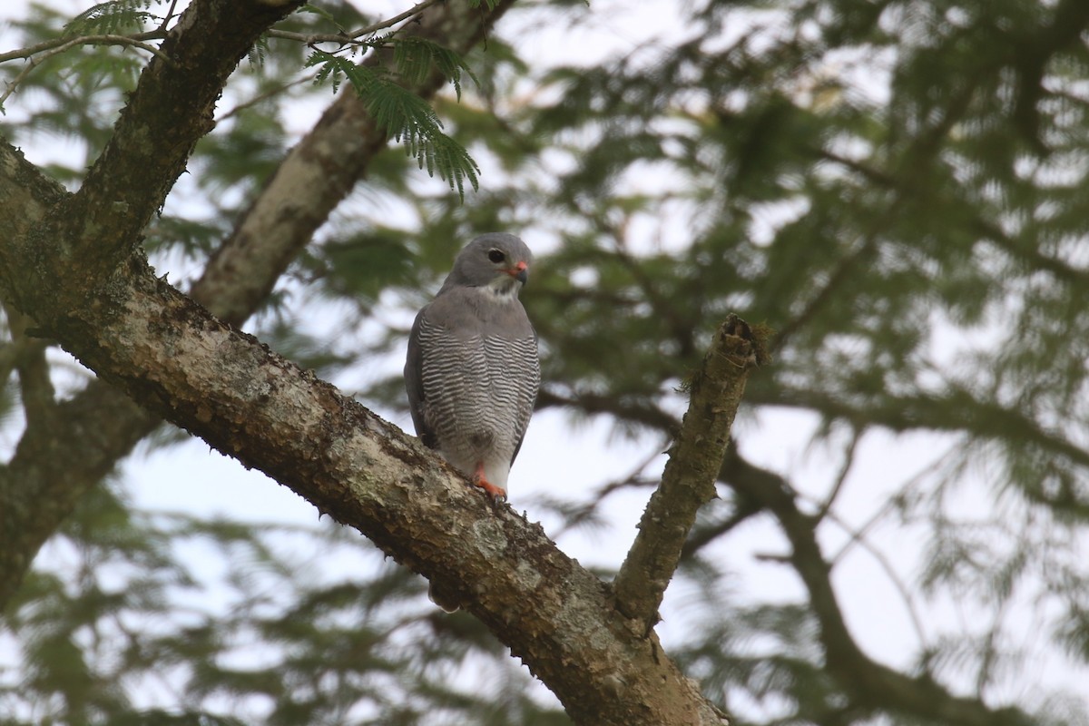 Lizard Buzzard - ML620665270