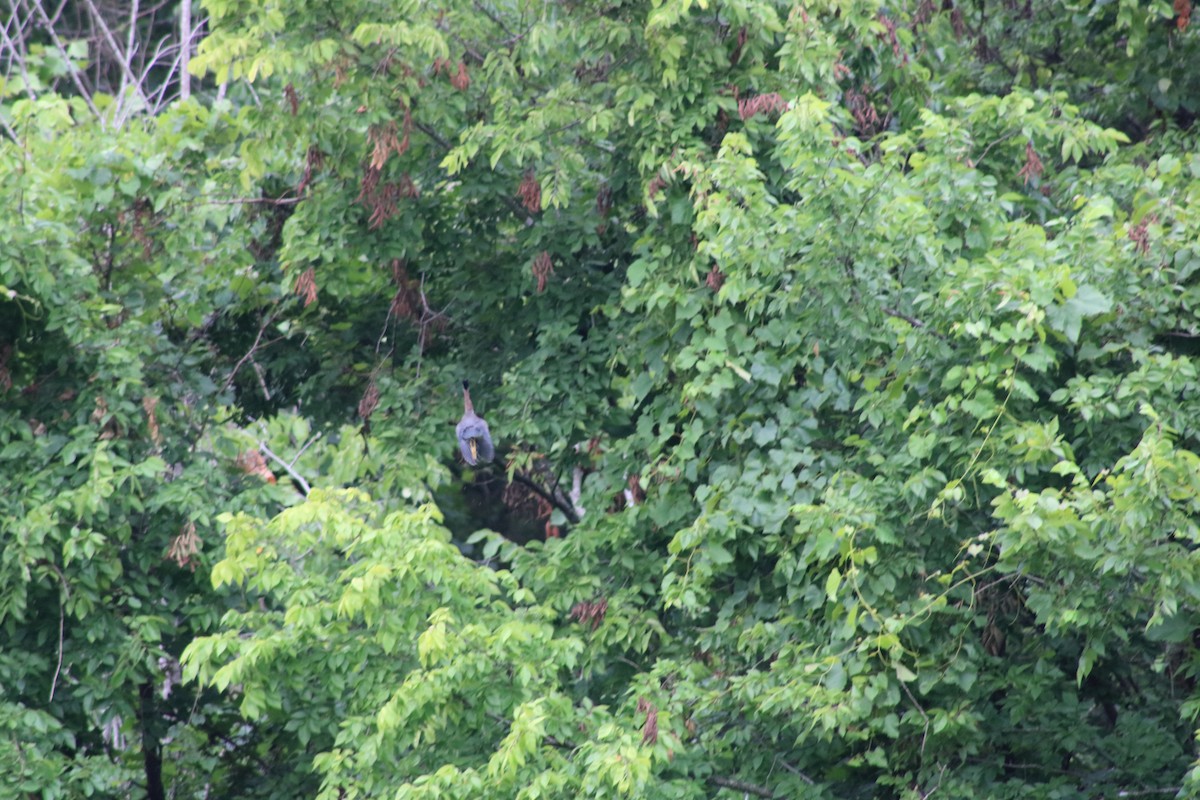 Green Heron - ML620665272