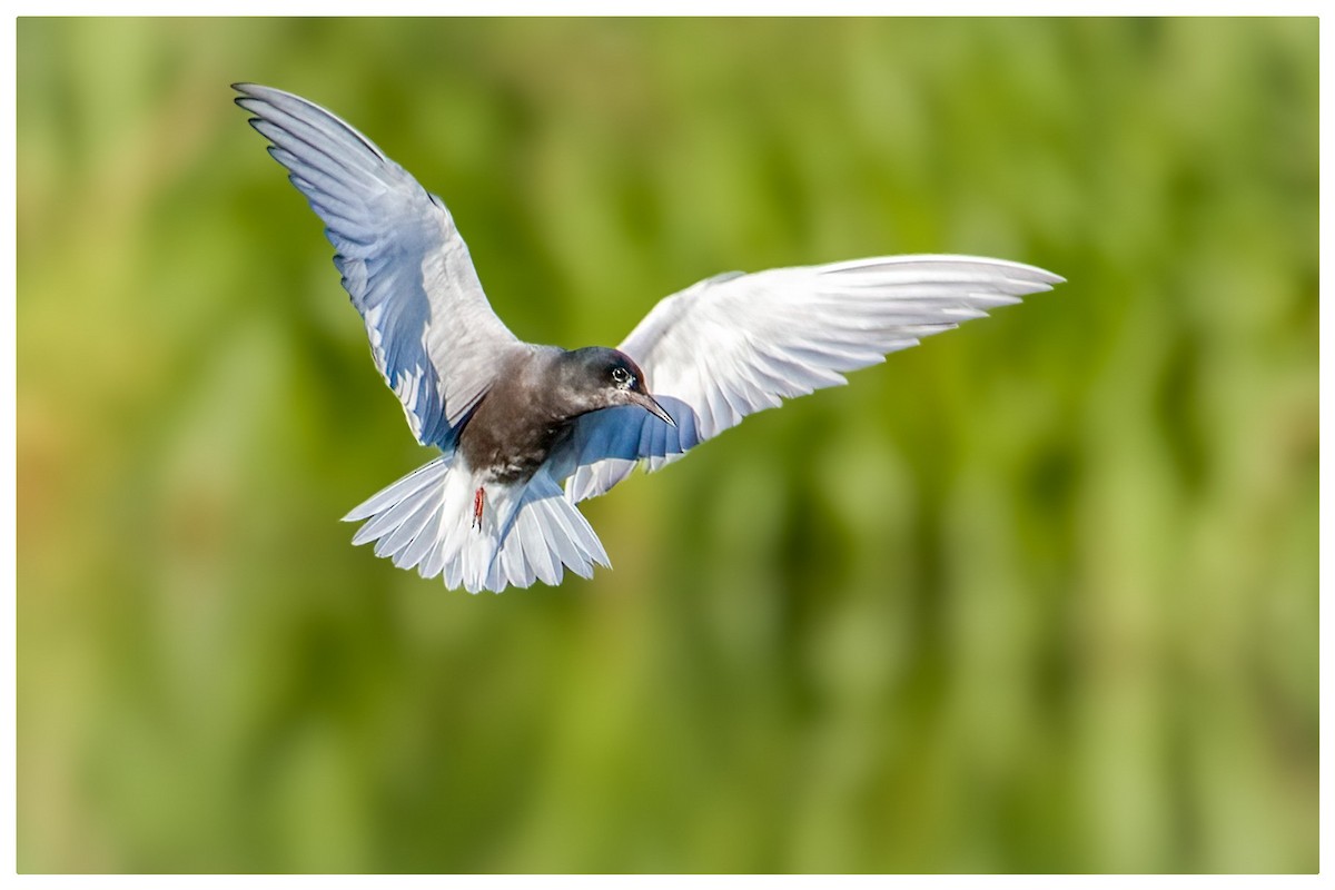 Black Tern - ML620665275