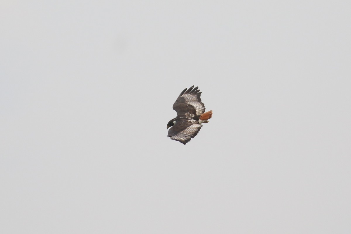 Augur Buzzard - ML620665277