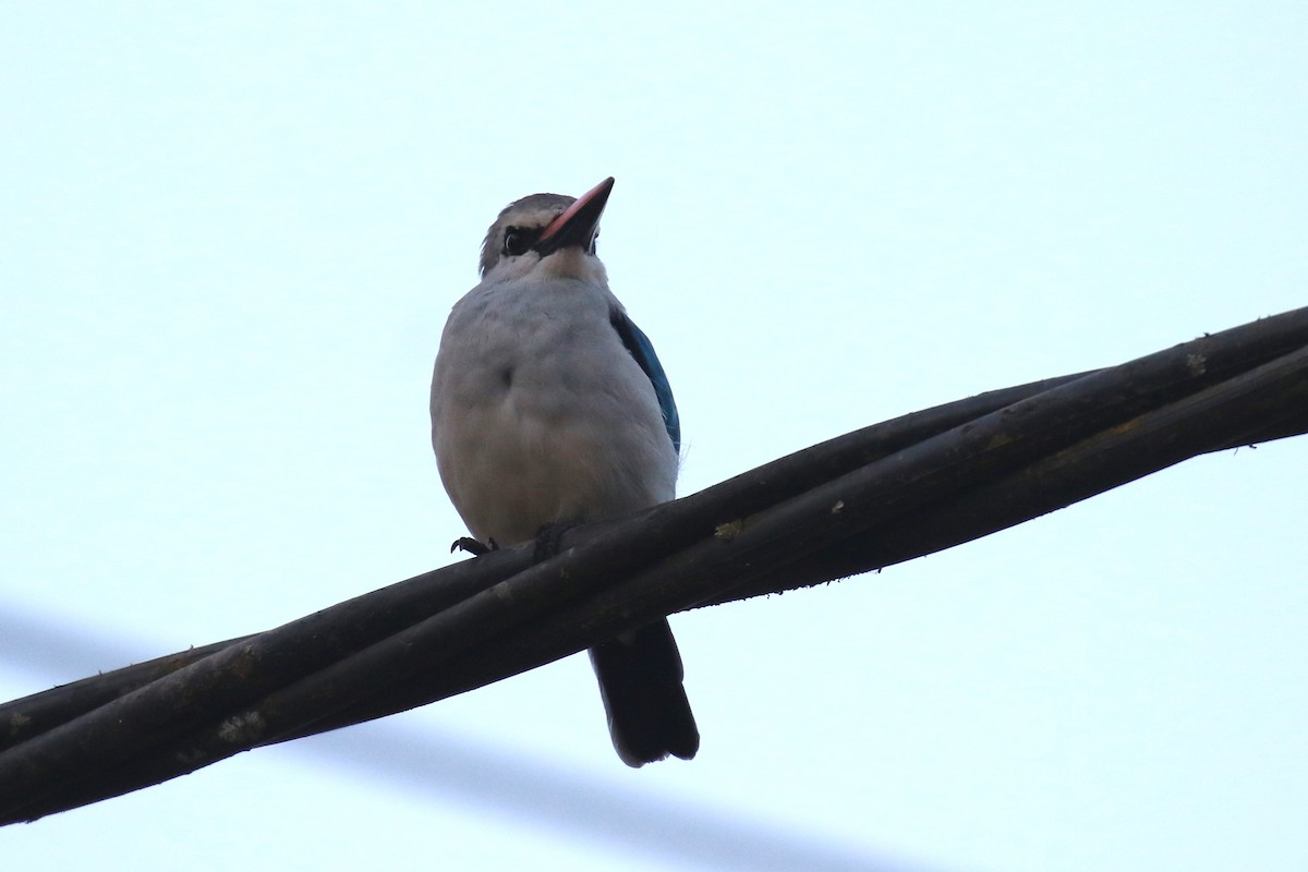 Woodland Kingfisher - ML620665279