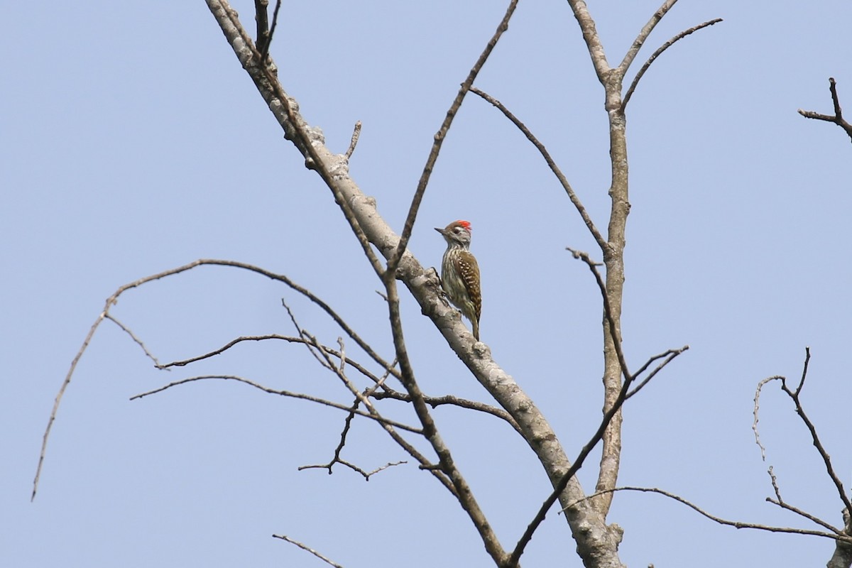 Cardinal Woodpecker - ML620665280