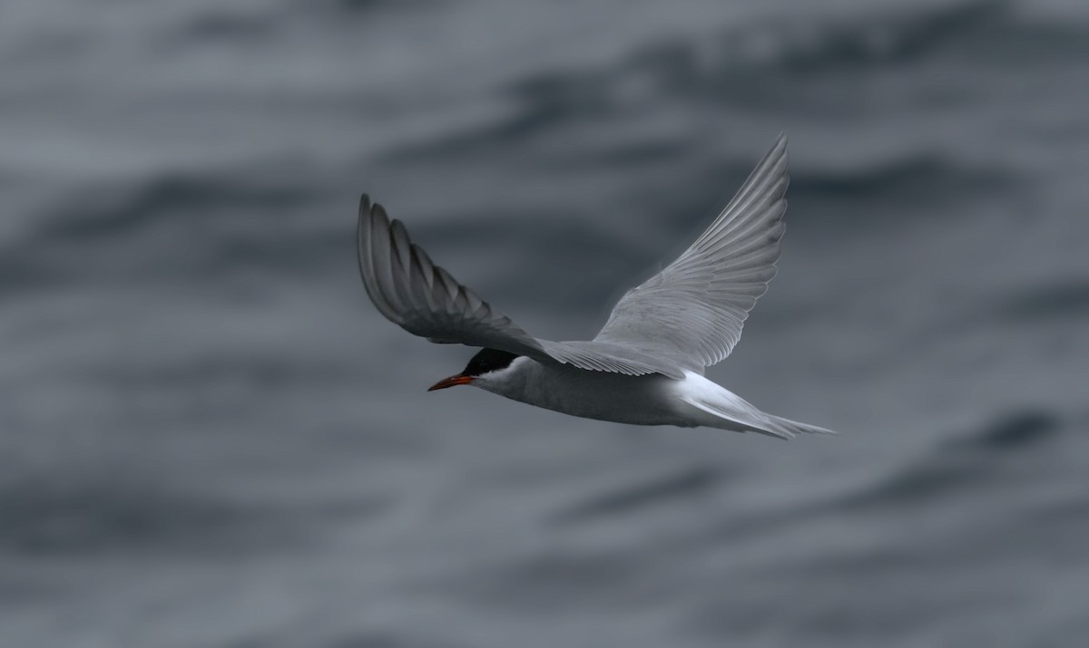 Black-fronted Tern - ML620665281