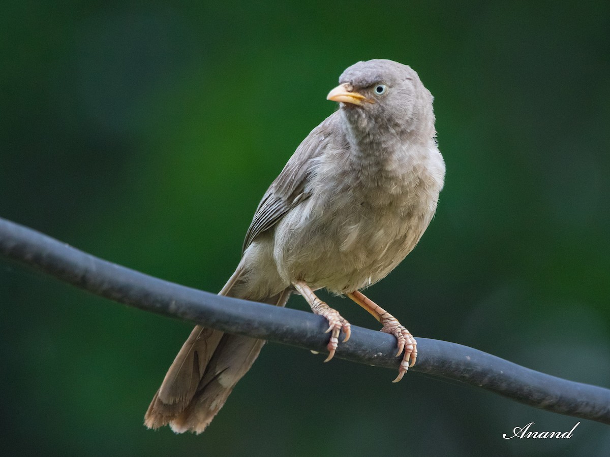 Jungle Babbler - ML620665282