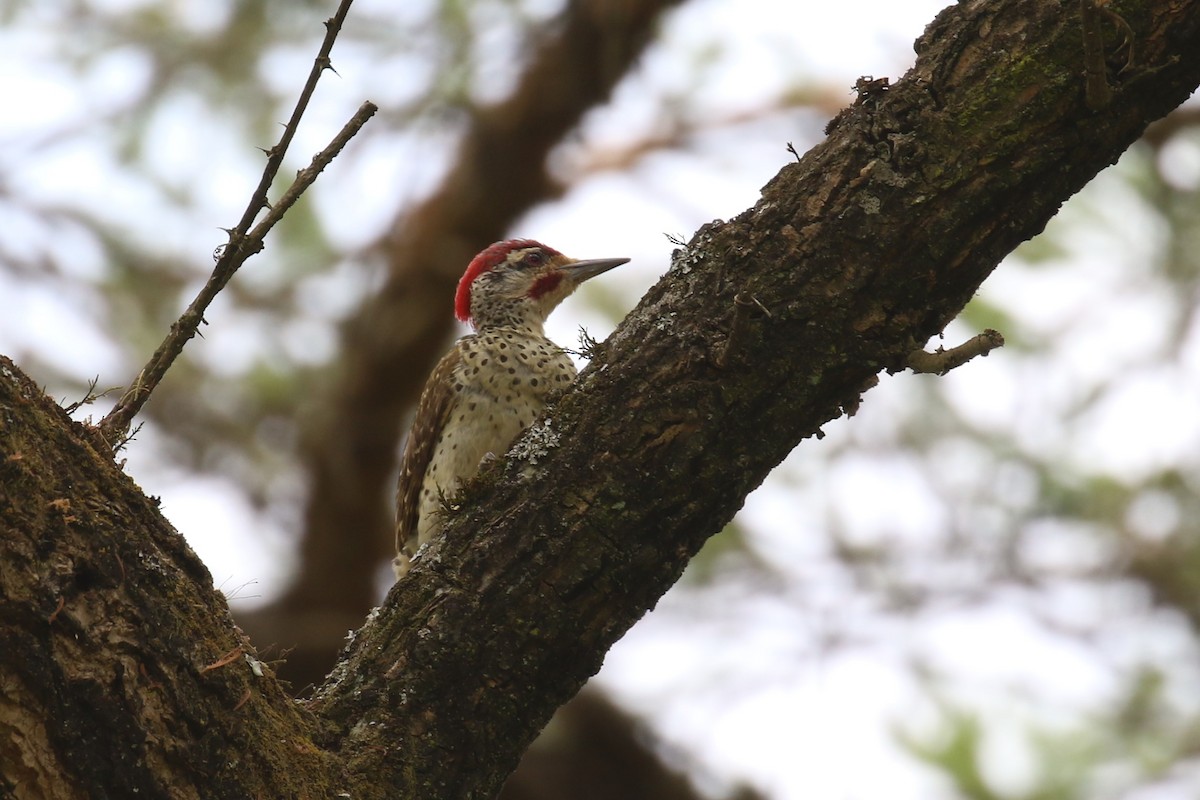 Nubian Woodpecker - ML620665283