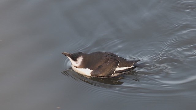 Razorbill - ML620665285