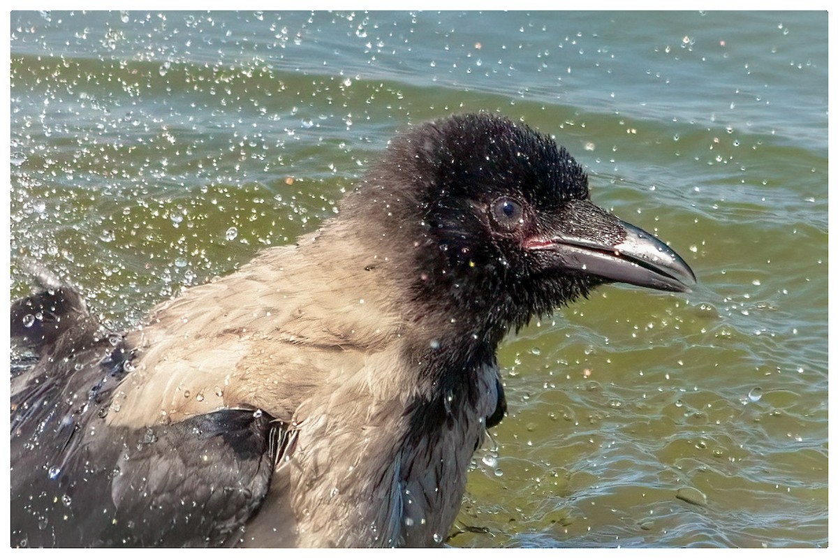 Hooded Crow - ML620665286