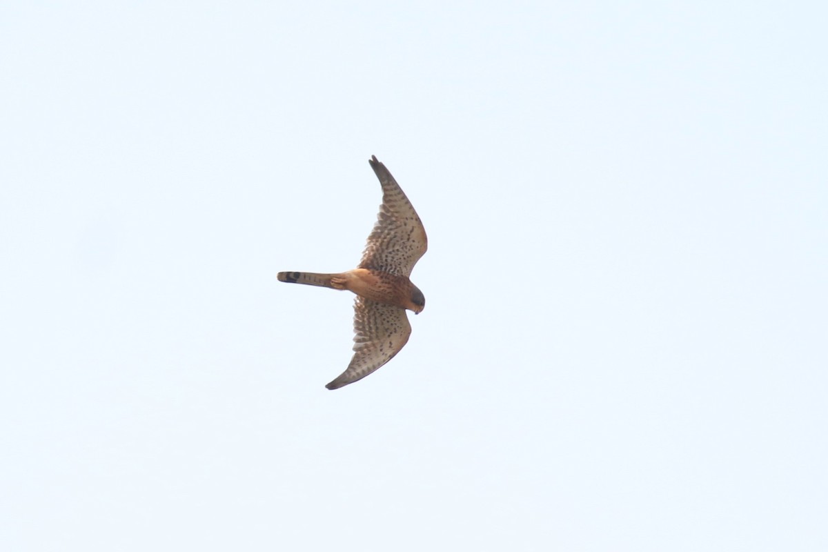 Eurasian Kestrel - ML620665288