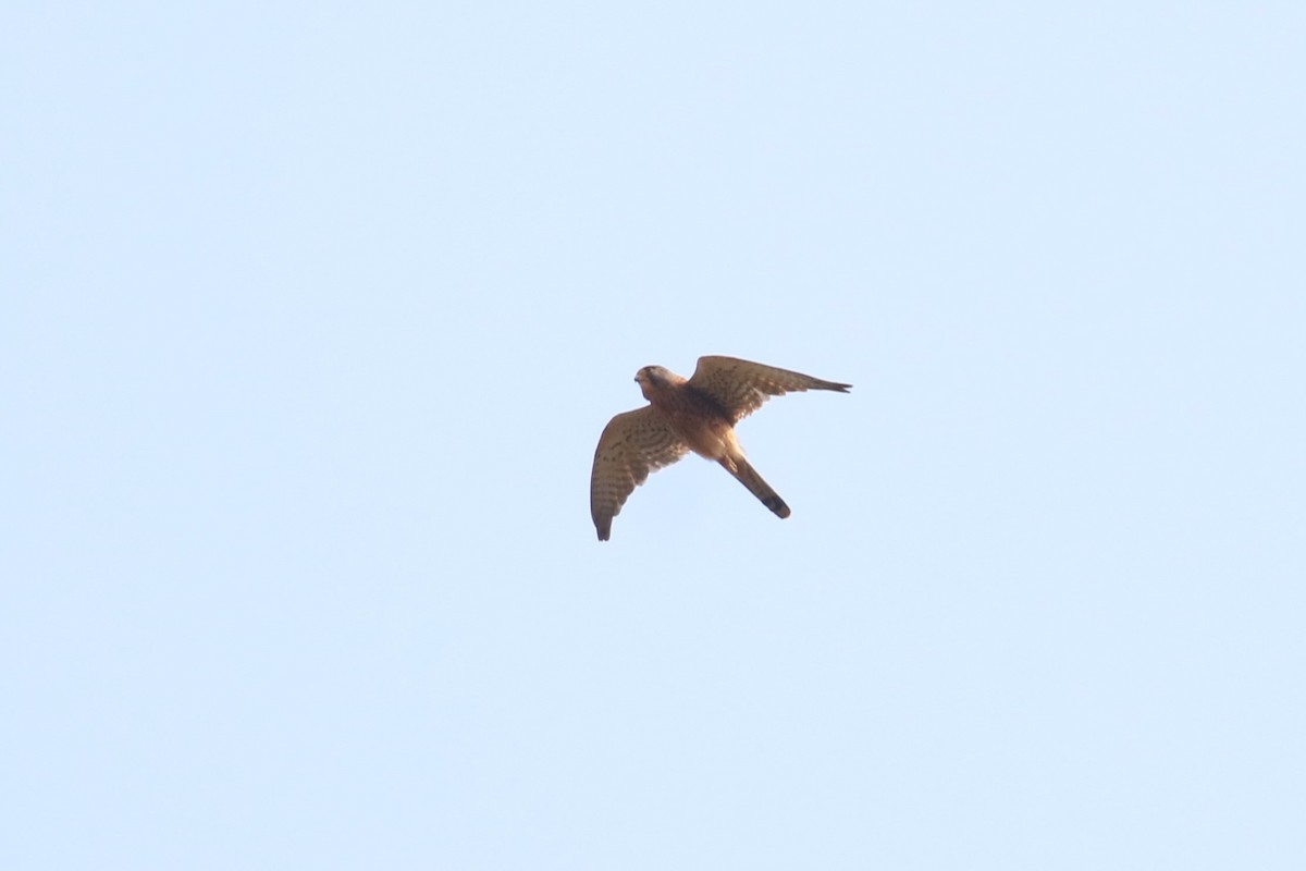 Eurasian Kestrel - ML620665289