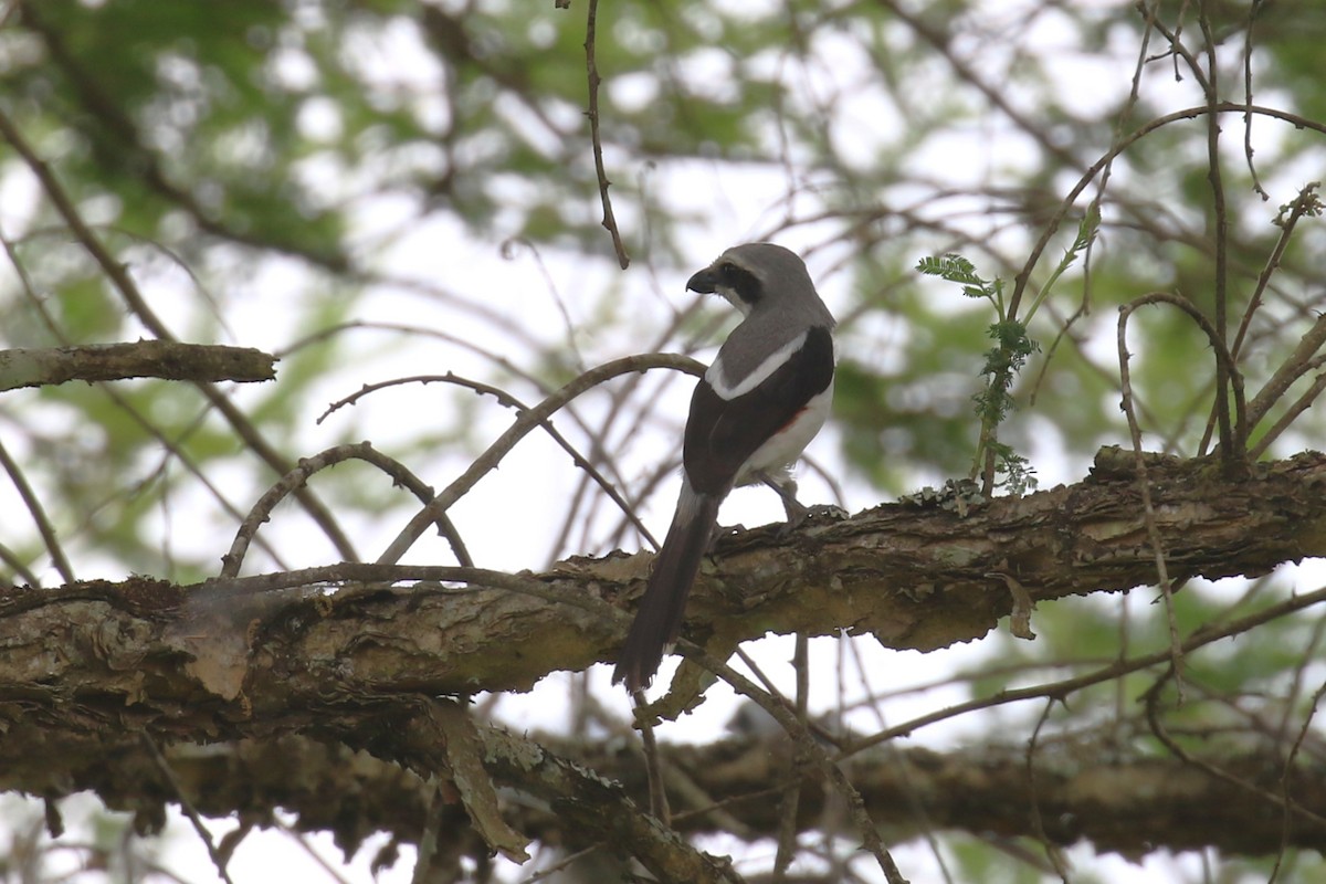 Pie-grièche de Mackinnon - ML620665291