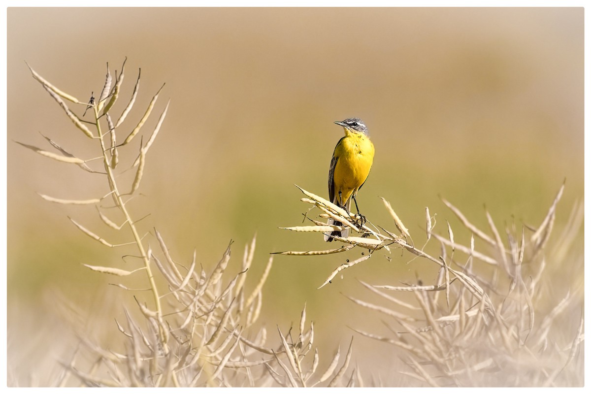 Western Yellow Wagtail - ML620665295