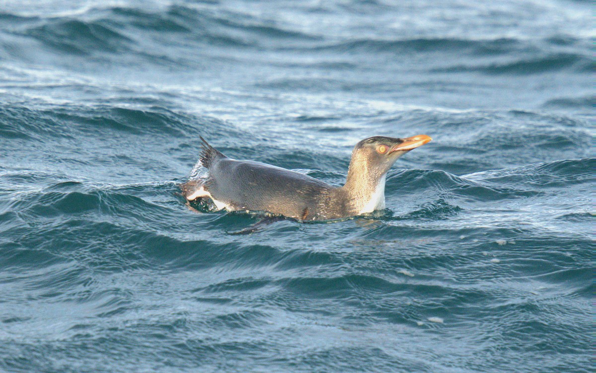 Yellow-eyed Penguin - ML620665297