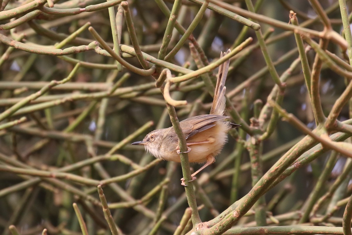 Tawny-flanked Prinia - ML620665298