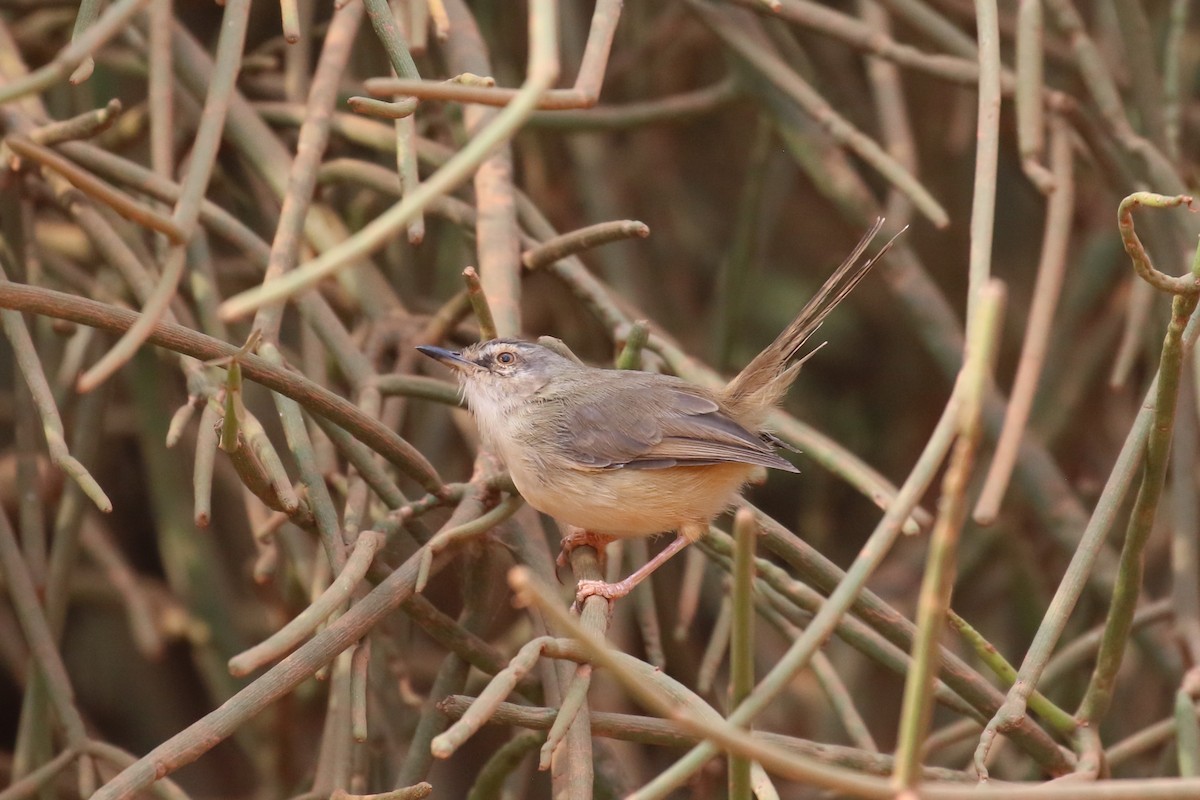 Prinia modeste - ML620665299