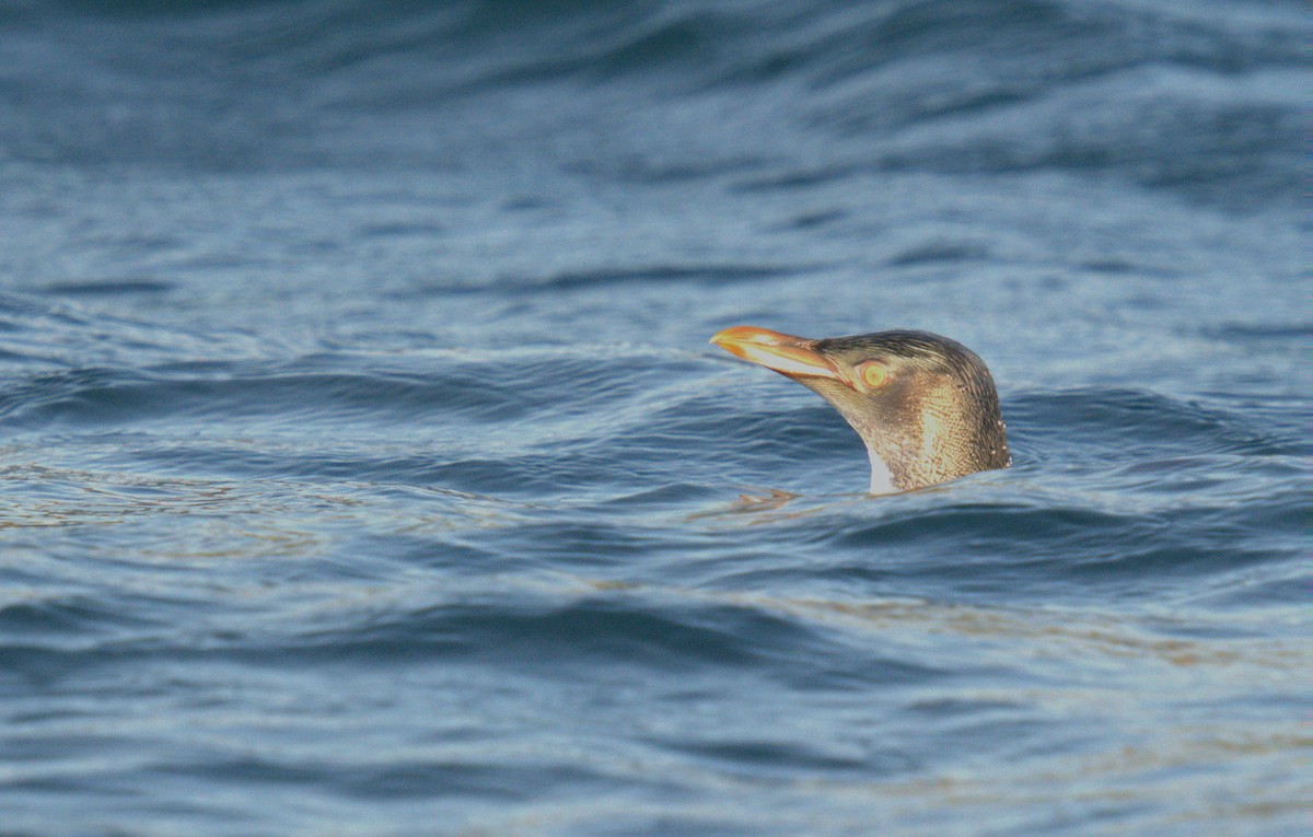 Yellow-eyed Penguin - ML620665300