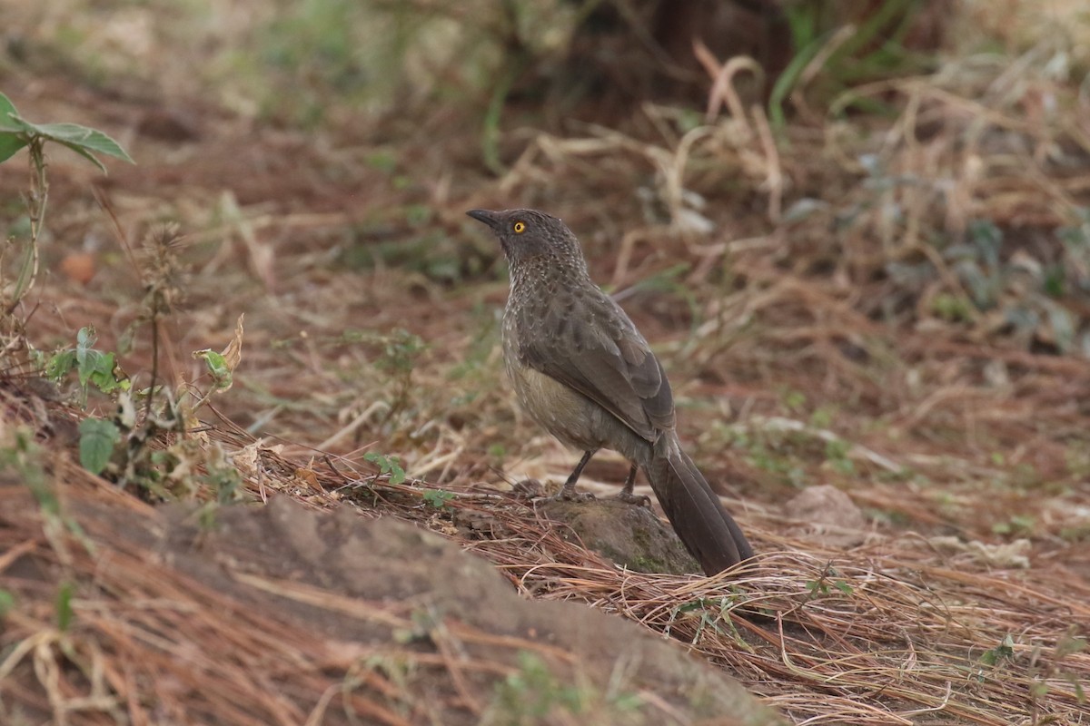 Arrow-marked Babbler - ML620665303