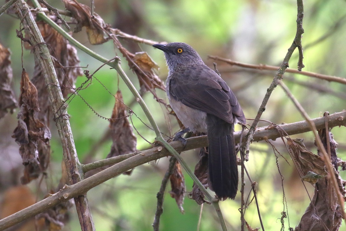 Arrow-marked Babbler - ML620665304